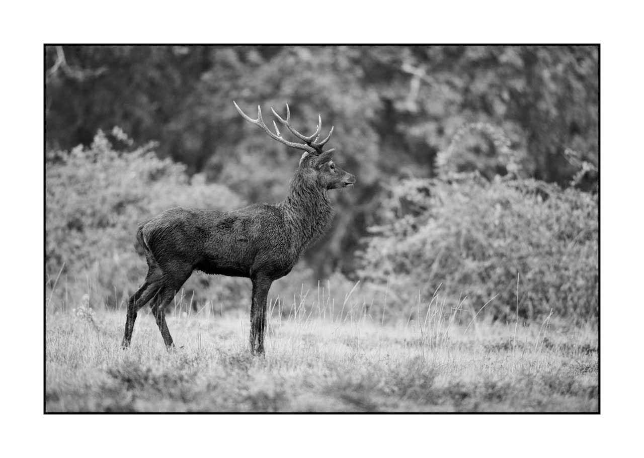 nuances-de-noirs-et-de-blancs/046-regards-de-cerfs-pendant-le-brame/edition-limitee/en/43-look-of-a-red-deer-stag-220926BRACHM0314B