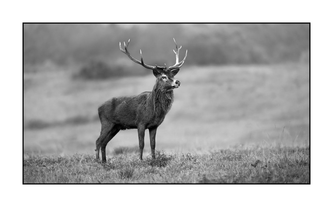 nuances-de-noirs-et-de-blancs/046-regards-de-cerfs-pendant-le-brame/edition-limitee/en/44-look-of-a-red-deer-stag-220926BRACHM0407B