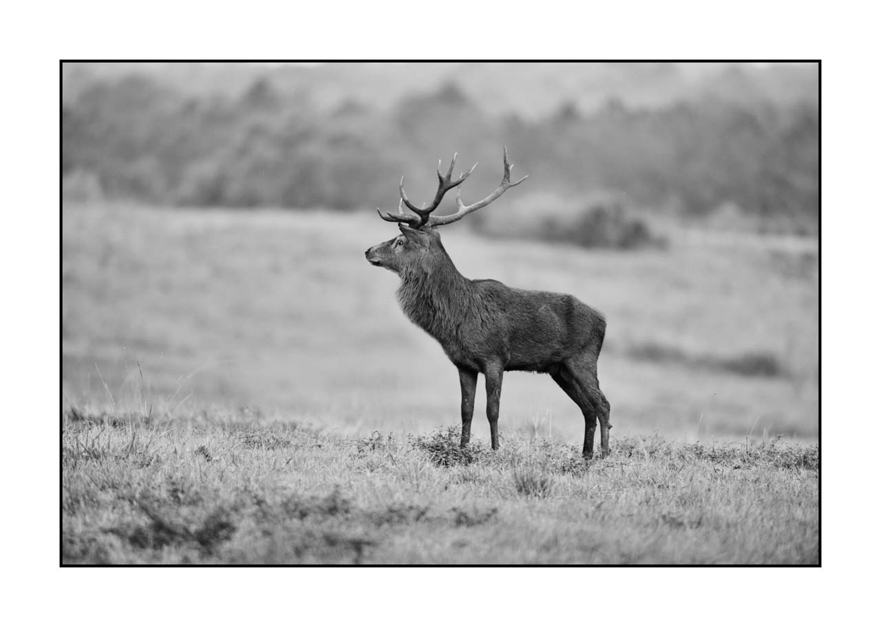 nuances-de-noirs-et-de-blancs/046-regards-de-cerfs-pendant-le-brame/edition-limitee/en/45-look-of-a-red-deer-stag-220926BRACHM0408B