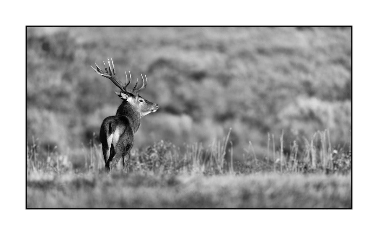 nuances-de-noirs-et-de-blancs/046-regards-de-cerfs-pendant-le-brame/edition-limitee/en/46-look-of-a-red-deer-stag-220925BRACHM0022B