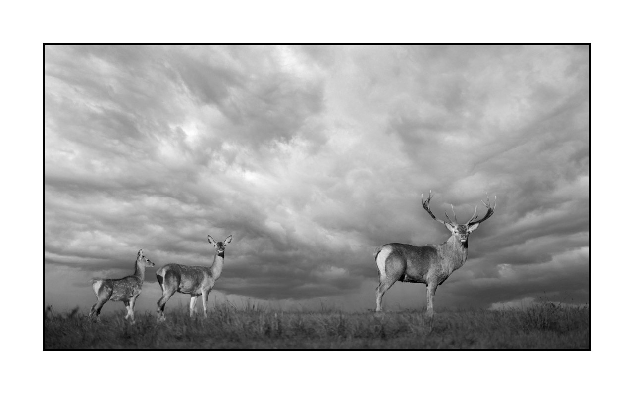 nuances-de-noirs-et-de-blancs/046-regards-de-cerfs-pendant-le-brame/edition-limitee/en/47-look-of-a-red-deer-stag-220925BRACHM0103B