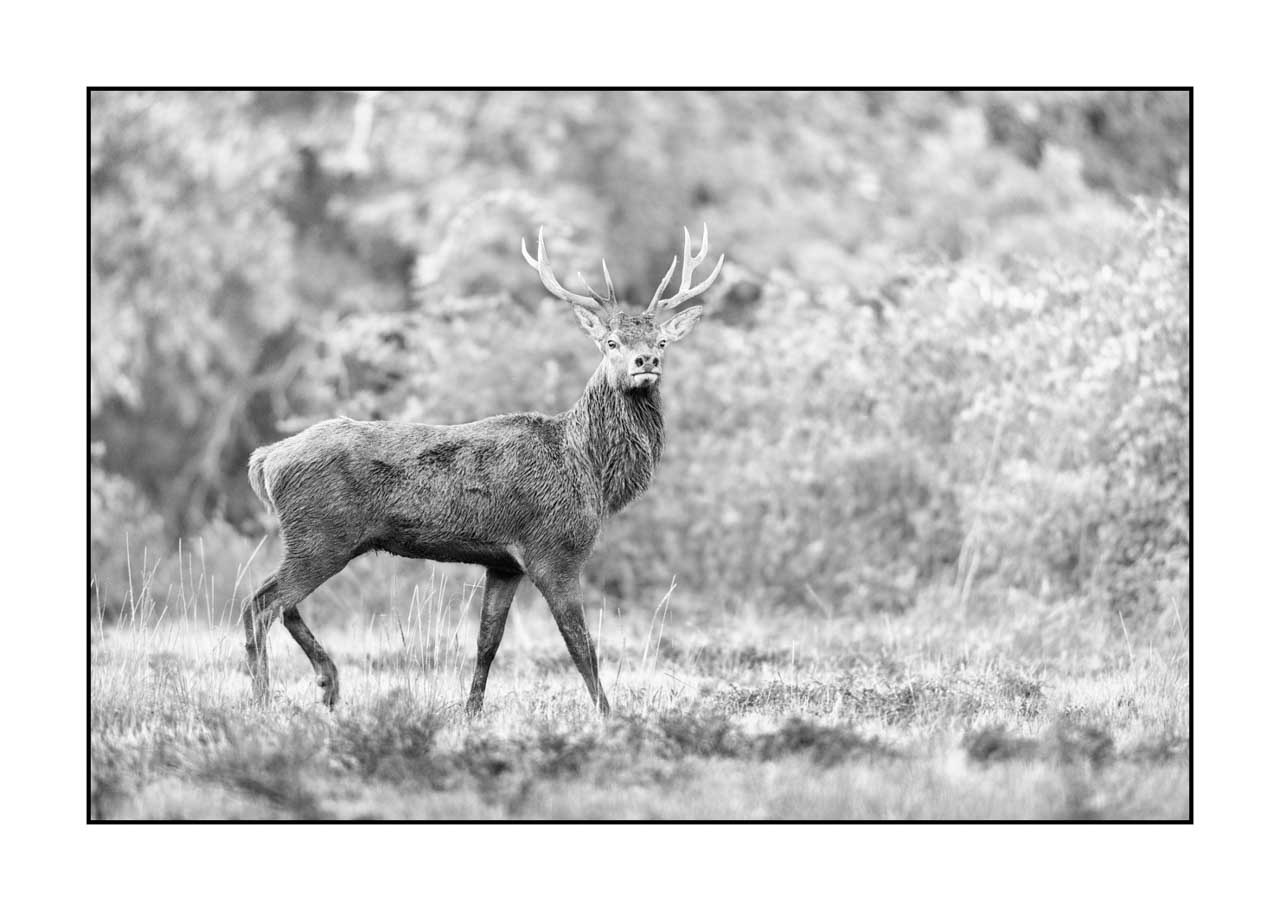 nuances-de-noirs-et-de-blancs/046-regards-de-cerfs-pendant-le-brame/edition-limitee/en/48-look-of-a-red-deer-stag-220926BRACHM0315B
