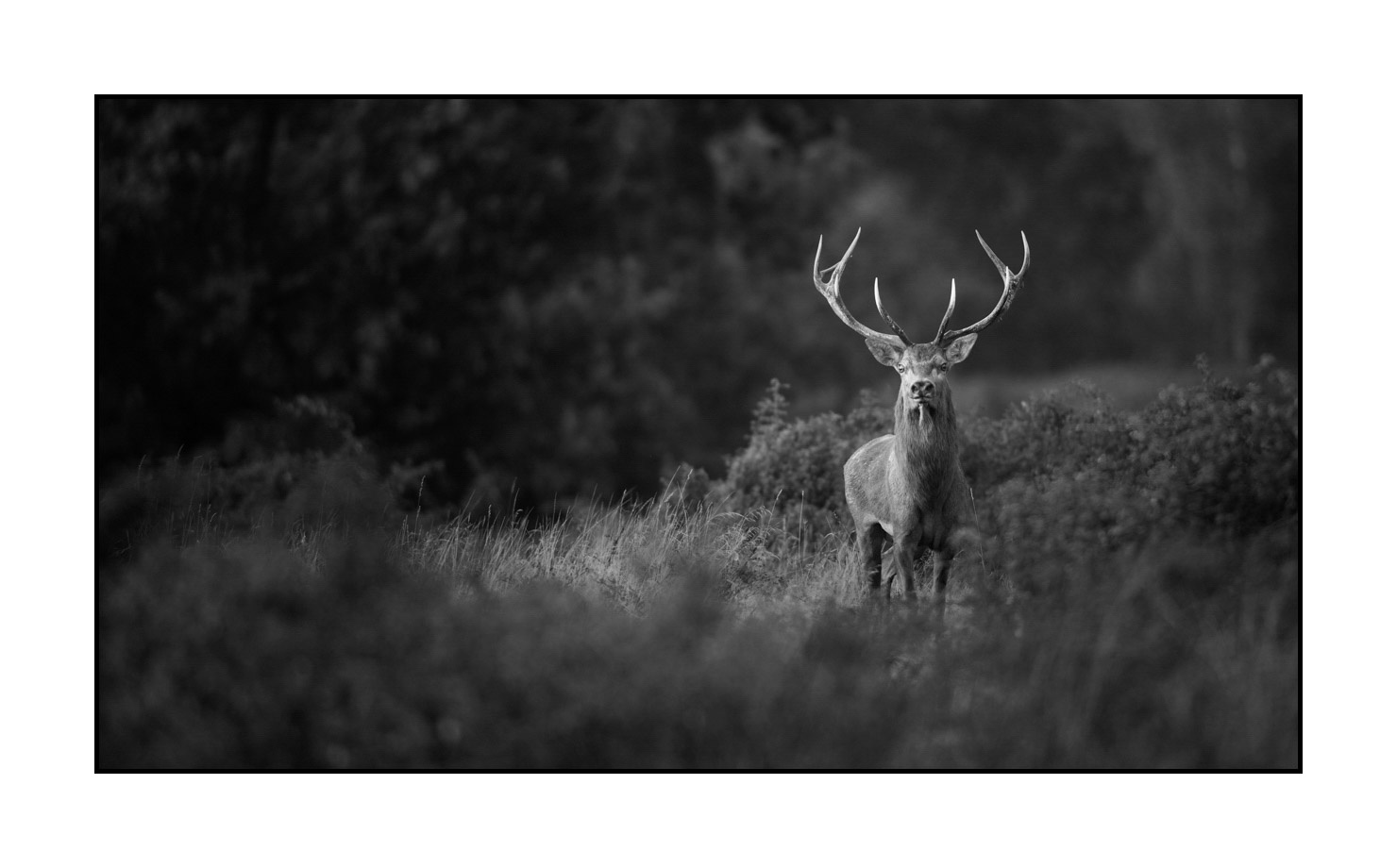 nuances-de-noirs-et-de-blancs/046-regards-de-cerfs-pendant-le-brame/edition-limitee/fr/02-regard-de-cerf-pendant-le-brame-190920CHMBRA0409B