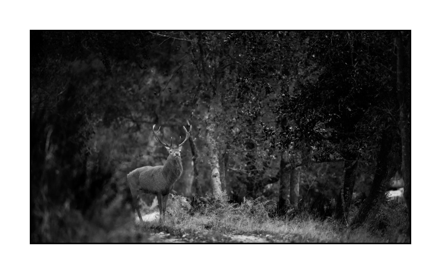 nuances-de-noirs-et-de-blancs/046-regards-de-cerfs-pendant-le-brame/edition-limitee/fr/03-regard-de-cerf-pendant-le-brame-190920CHMBRA0224B