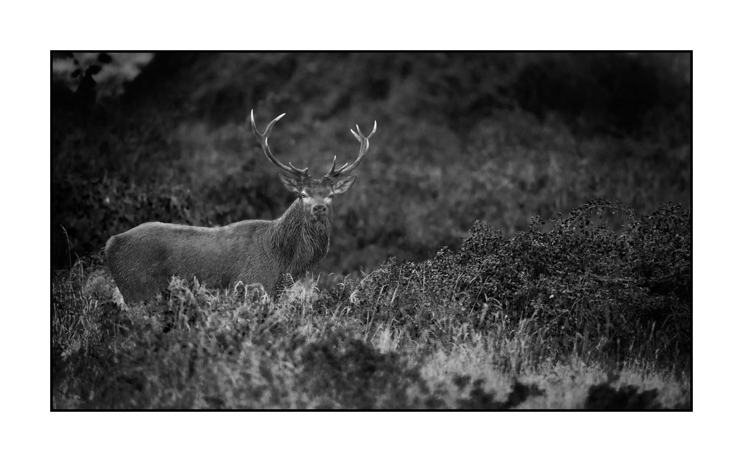 nuances-de-noirs-et-de-blancs/046-regards-de-cerfs-pendant-le-brame/edition-limitee/fr/04-regard-de-cerf-pendant-le-brame-190920CHMBRA0003B