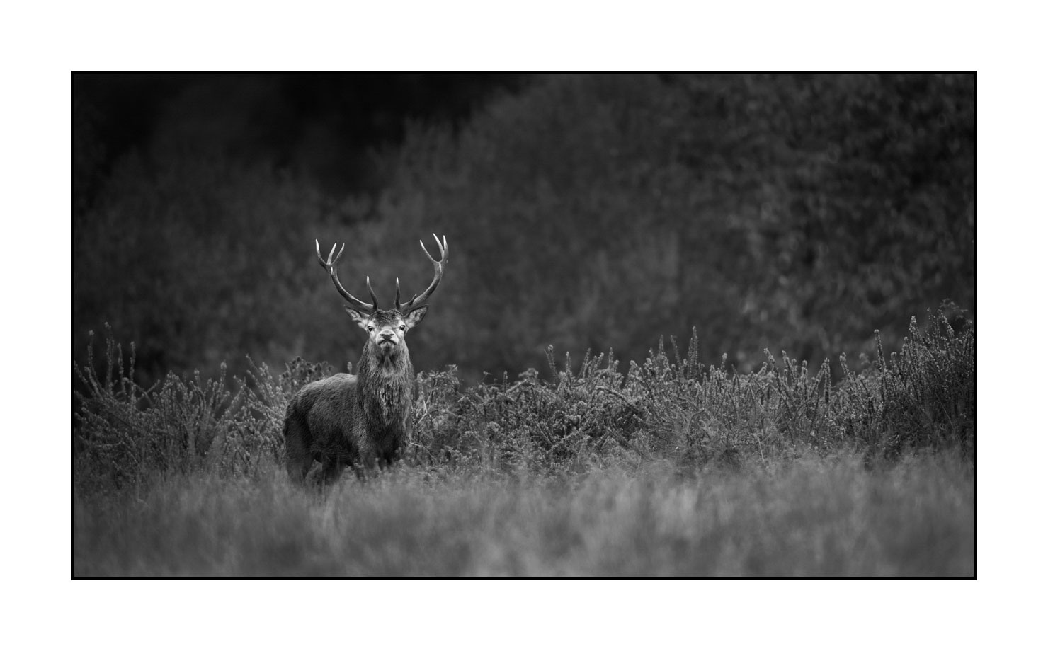 nuances-de-noirs-et-de-blancs/046-regards-de-cerfs-pendant-le-brame/edition-limitee/fr/05-regard-de-cerf-pendant-le-brame-190920CHMBRA0211B