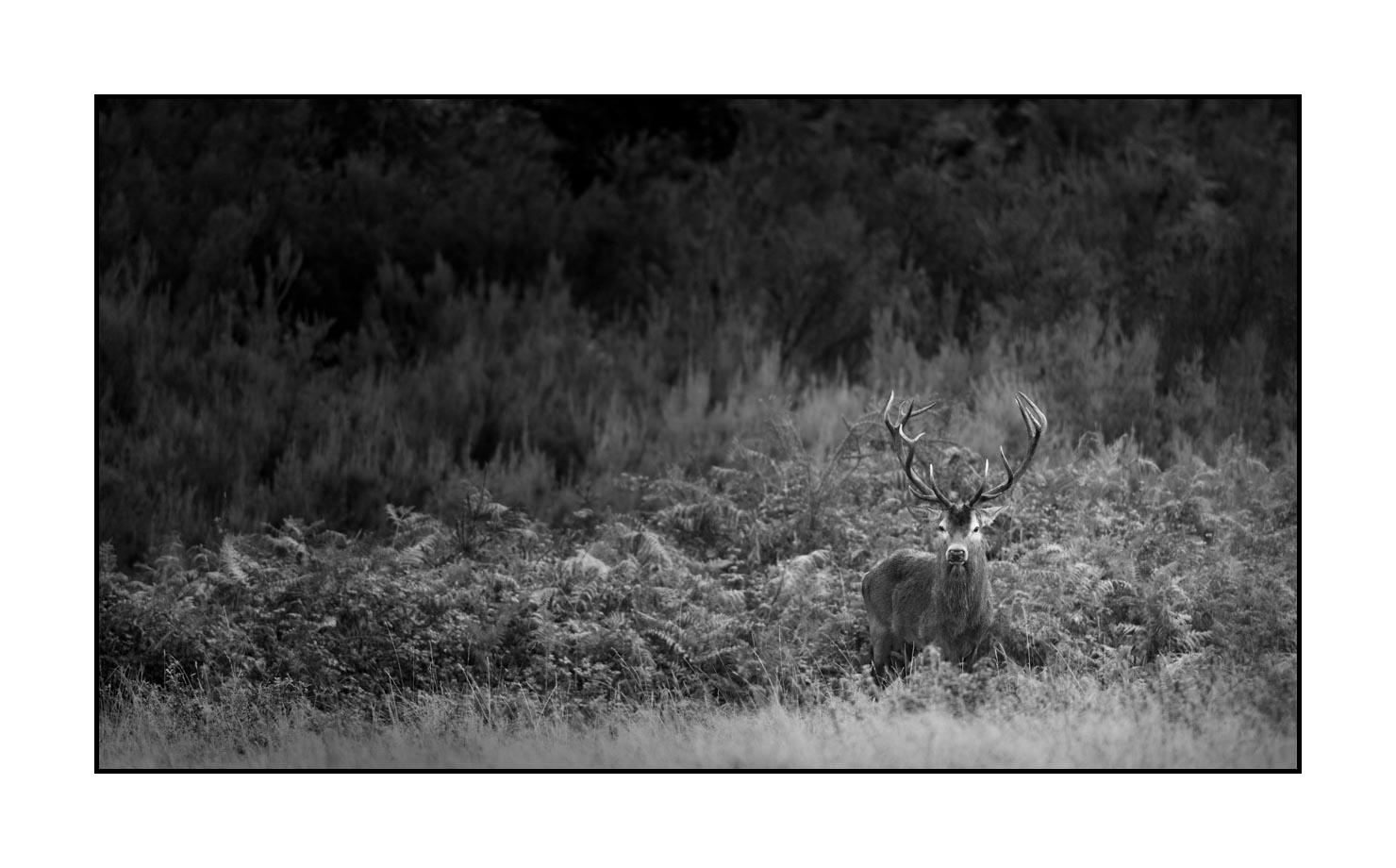 nuances-de-noirs-et-de-blancs/046-regards-de-cerfs-pendant-le-brame/edition-limitee/fr/10-regard-de-cerf-pendant-le-brame-190920CHMBRA1202B