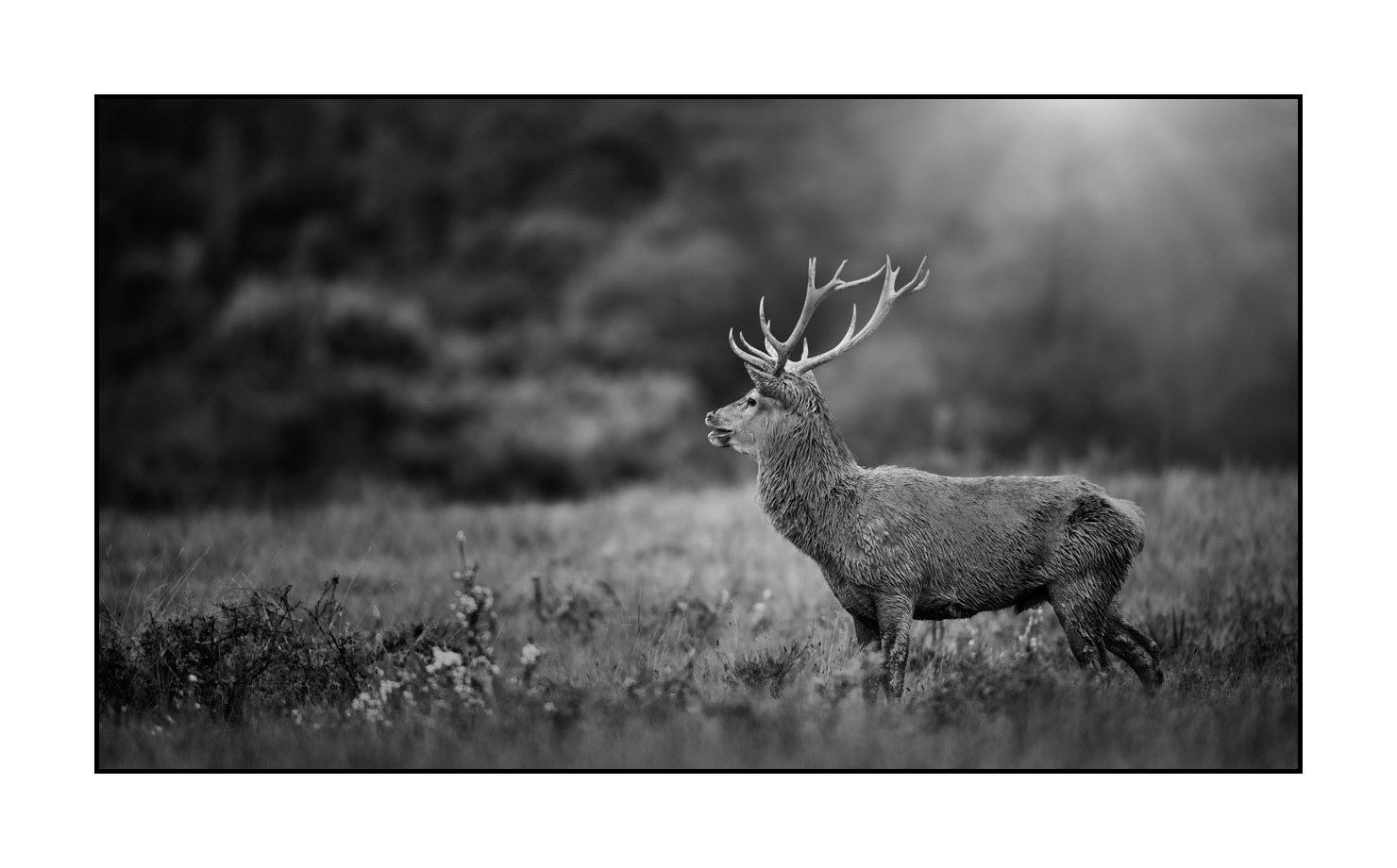 nuances-de-noirs-et-de-blancs/046-regards-de-cerfs-pendant-le-brame/edition-limitee/fr/17-regard-de-cerf-pendant-le-brame-200928CHABRA0420B