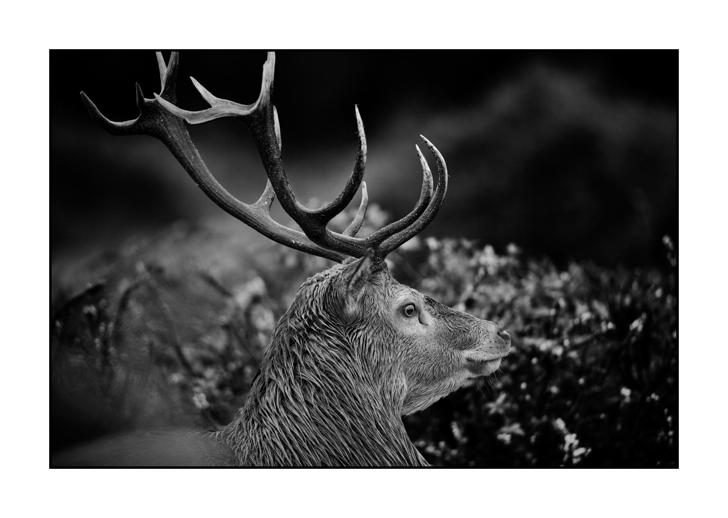 nuances-de-noirs-et-de-blancs/046-regards-de-cerfs-pendant-le-brame/edition-limitee/fr/28-regard-de-cerf-pendant-le-brame-200928CHABRA0480B