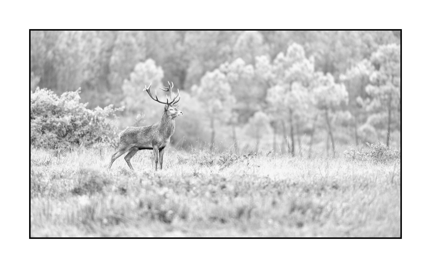 nuances-de-noirs-et-de-blancs/046-regards-de-cerfs-pendant-le-brame/edition-limitee/fr/31-regard-de-cerf-pendant-le-brame-200928CHABRA0510B
