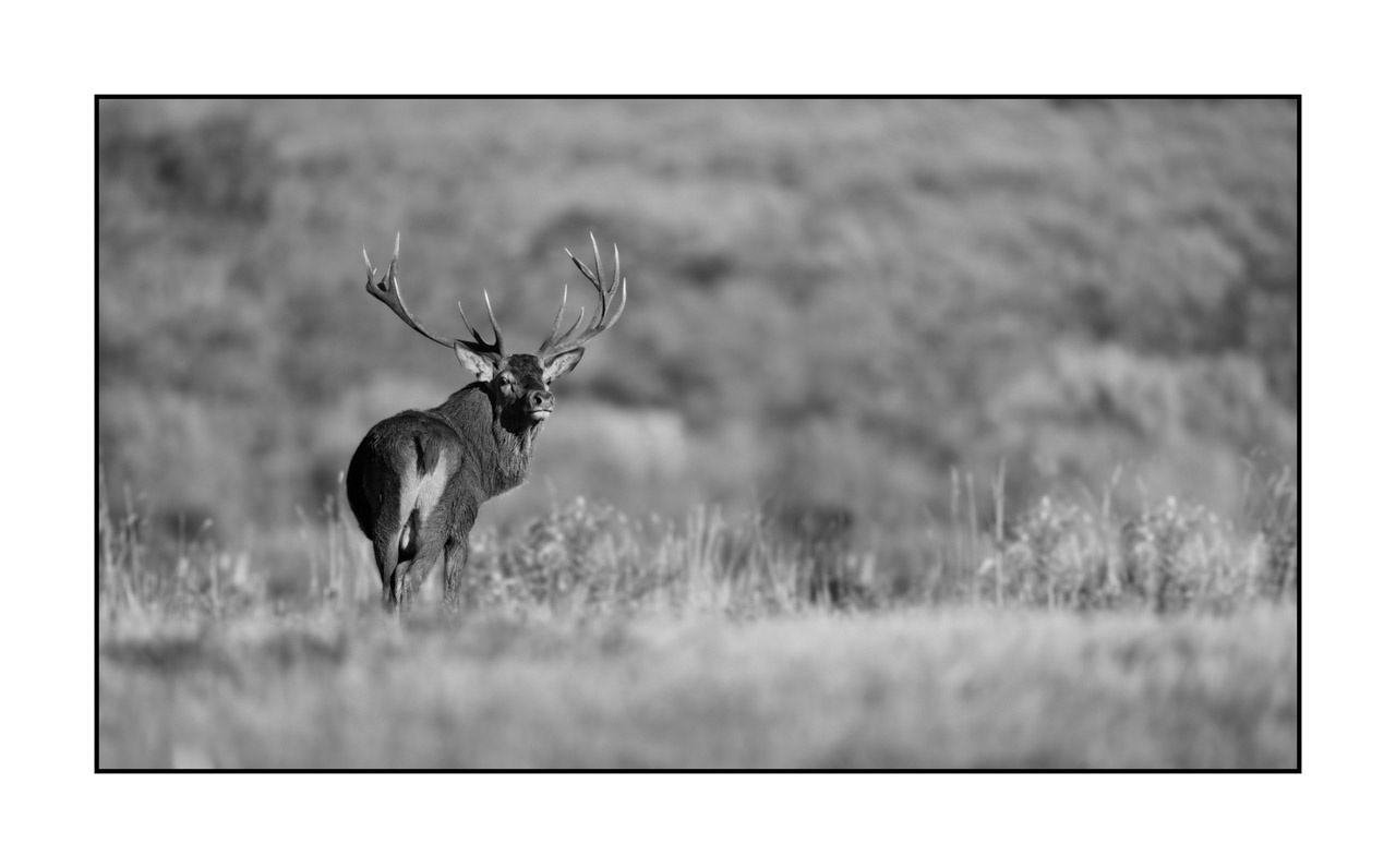 nuances-de-noirs-et-de-blancs/046-regards-de-cerfs-pendant-le-brame/edition-limitee/fr/37-regard-de-cerf-pendant-le-brame-220925BRACHM0027B