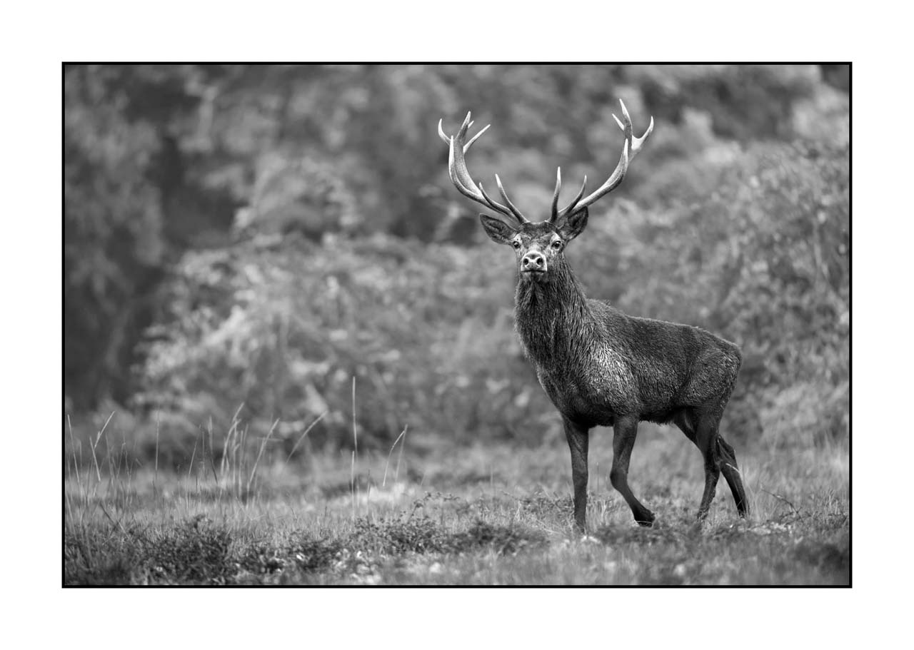 nuances-de-noirs-et-de-blancs/046-regards-de-cerfs-pendant-le-brame/edition-limitee/fr/41-regard-de-cerf-pendant-le-brame-220926BRACHM0276B