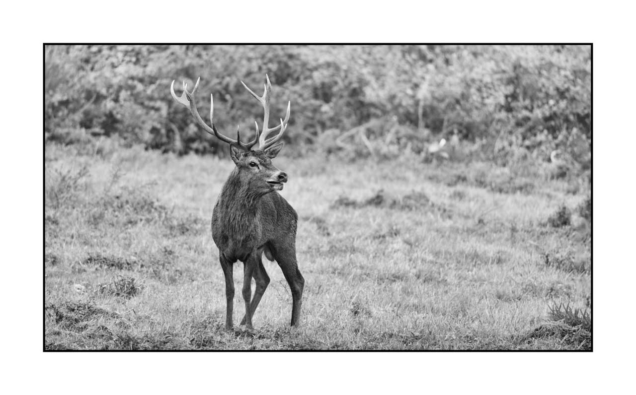 nuances-de-noirs-et-de-blancs/046-regards-de-cerfs-pendant-le-brame/edition-limitee/fr/42-regard-de-cerf-pendant-le-brame-220926BRACHM0292B