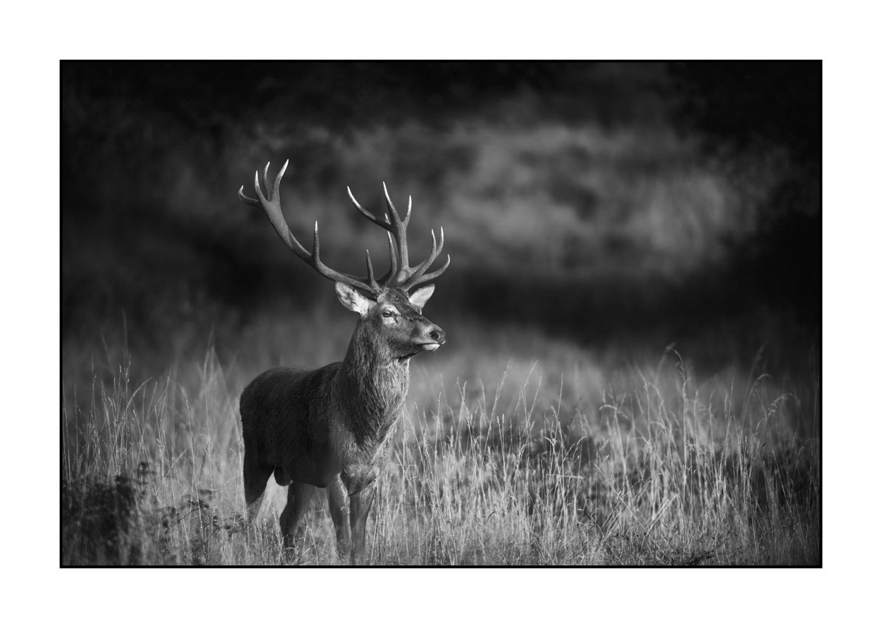 nuances-de-noirs-et-de-blancs/046-regards-de-cerfs-pendant-le-brame/edition-ouverte/en/open-edition-1971-32B