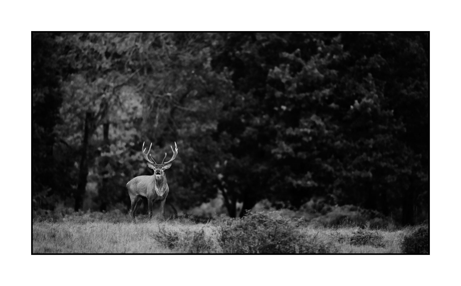 nuances-de-noirs-et-de-blancs/057-brame-du-cerf/en/16-red-deer-bellowing-rut-of-the-deer-200928CHABRA0786B