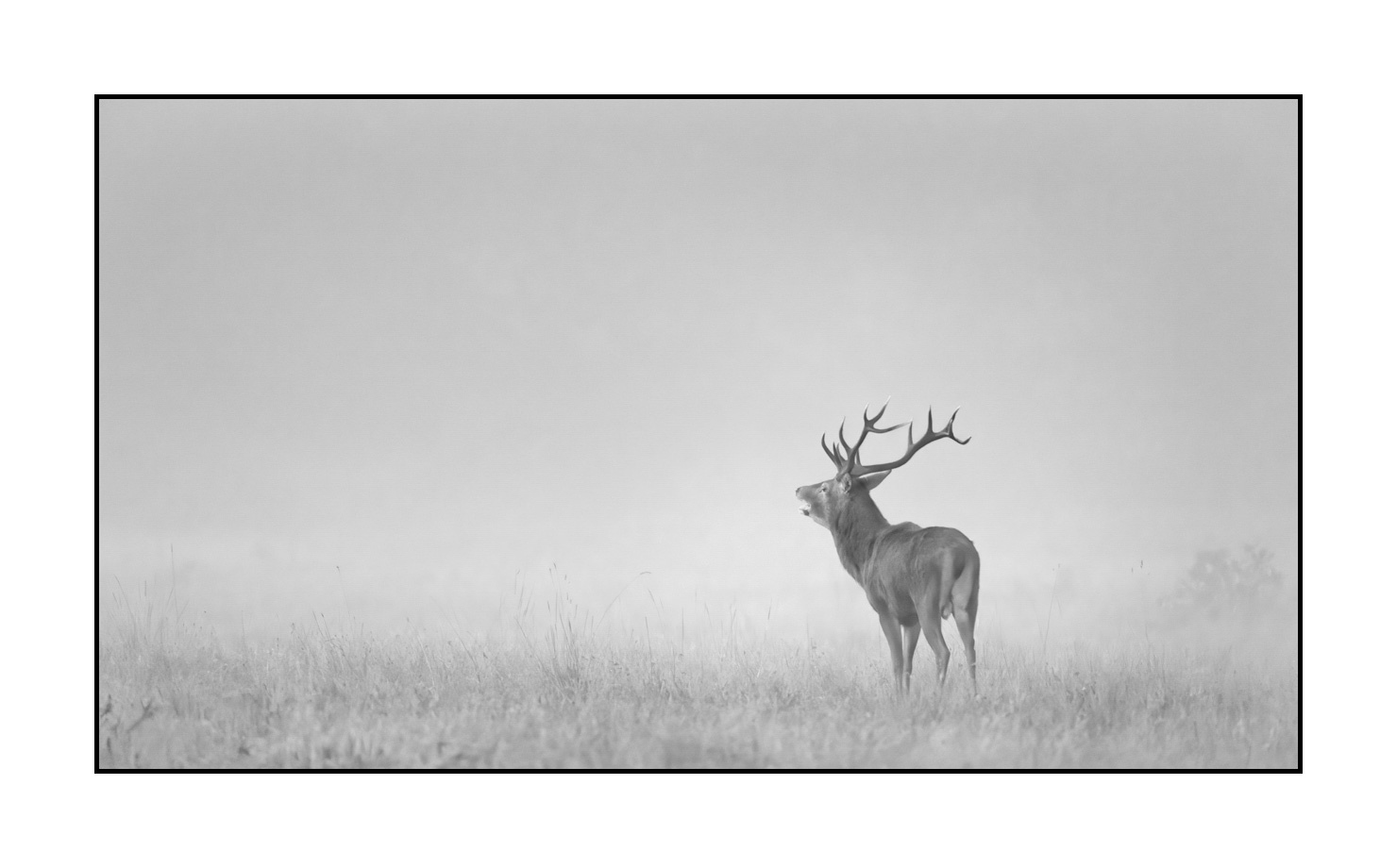 nuances-de-noirs-et-de-blancs/057-brame-du-cerf/en/18-red-deer-bellowing-rut-of-the-deer-200928CHABRA0006B
