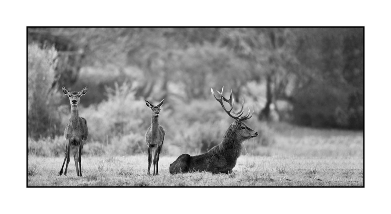 nuances-de-noirs-et-de-blancs/057-brame-du-cerf/en/29-red-deer-bellowing-rut-of-the-deer-220926BRACHM0463B
