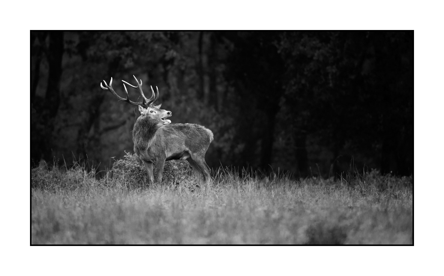 nuances-de-noirs-et-de-blancs/057-brame-du-cerf/fr/08-cerf-bramant-pendant-le-brame-du-cerf-190920CHMBRA0421B