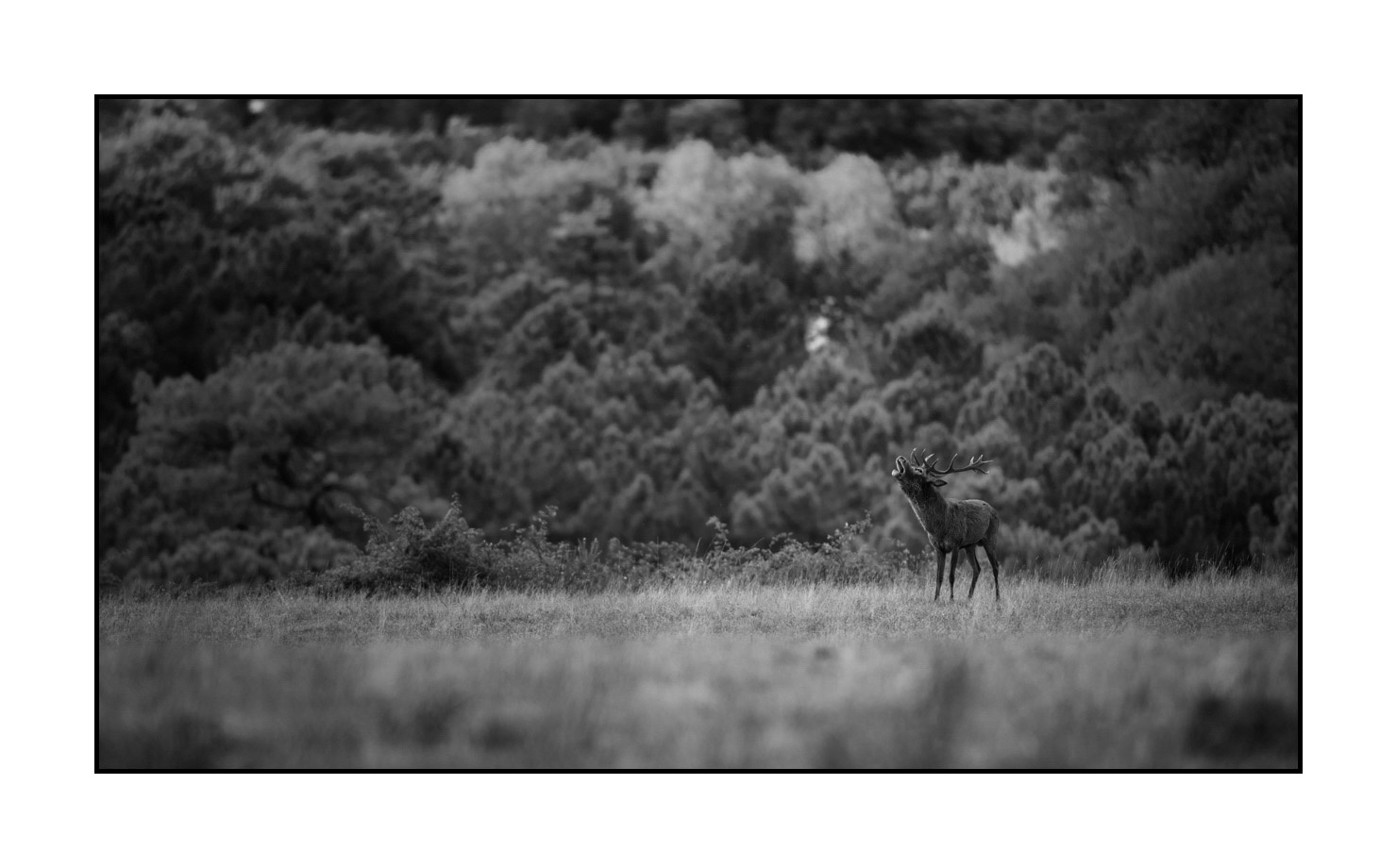 nuances-de-noirs-et-de-blancs/057-brame-du-cerf/fr/12-cerf-bramant-pendant-le-brame-du-cerf-190920CHMBRA0583B