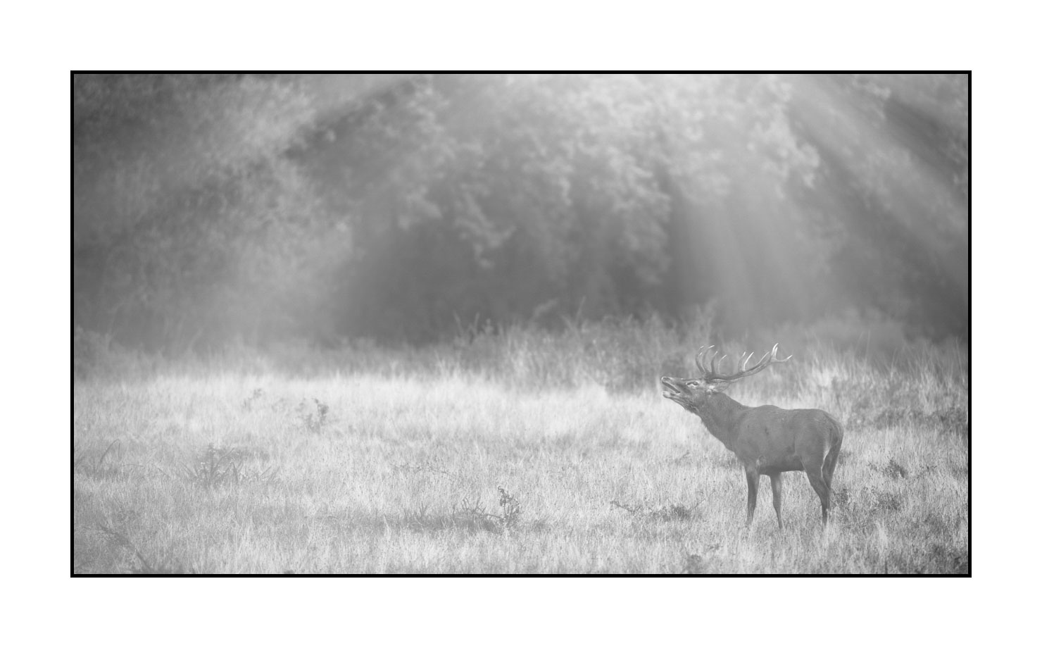 nuances-de-noirs-et-de-blancs/057-brame-du-cerf/fr/17-cerf-bramant-pendant-le-brame-du-cerf-200928CHABRA0202B
