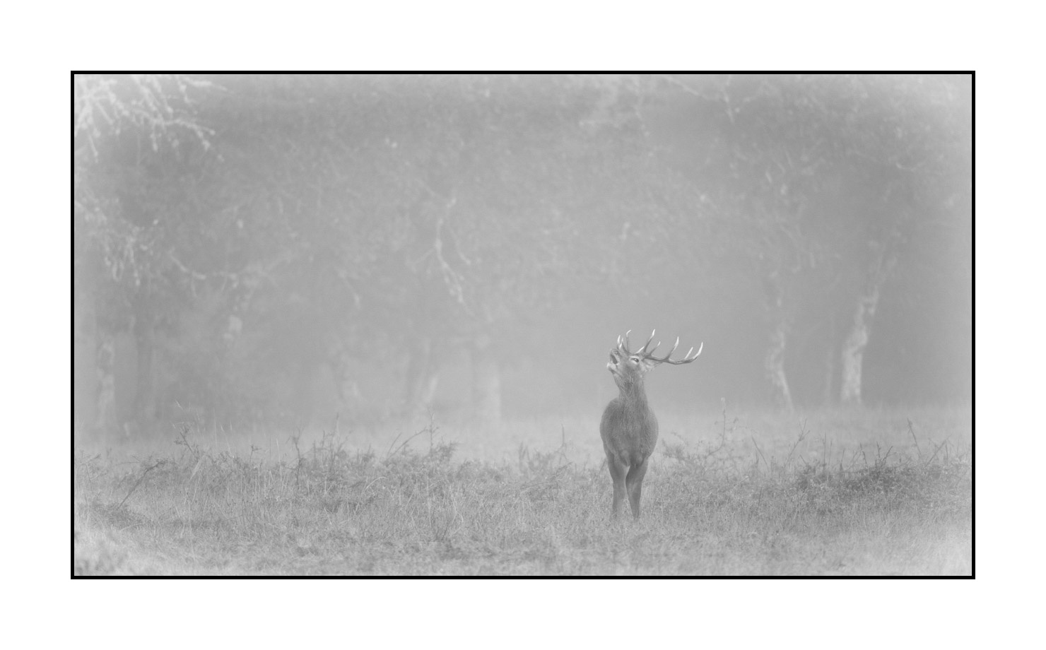 nuances-de-noirs-et-de-blancs/057-brame-du-cerf/fr/19-cerf-bramant-pendant-le-brame-du-cerf-200928CHABRA0088B