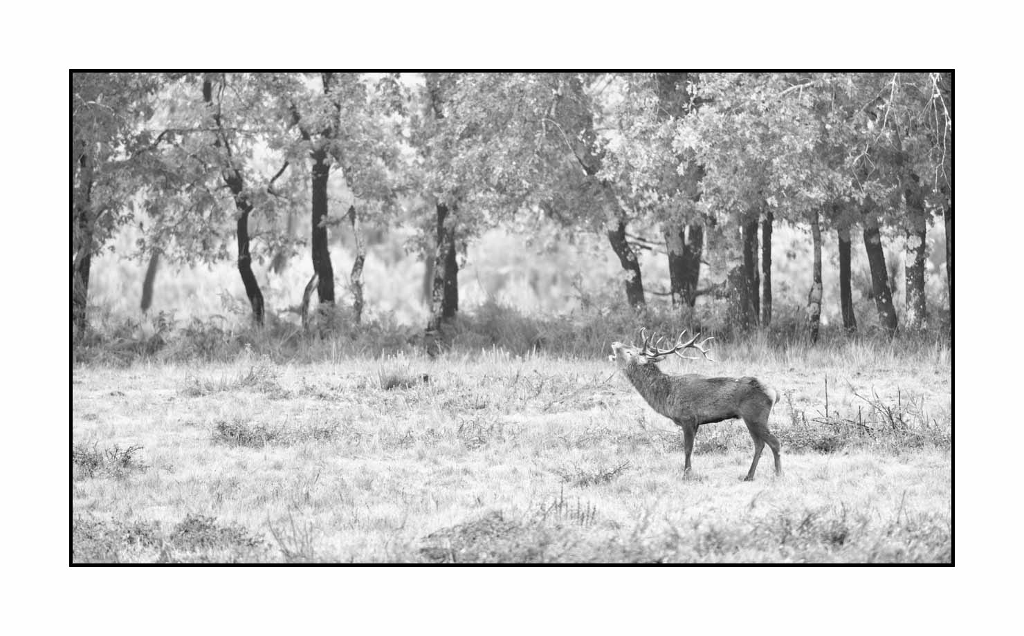 nuances-de-noirs-et-de-blancs/057-brame-du-cerf/fr/22-cerf-bramant-pendant-le-brame-du-cerf-200928CHABRA1028B