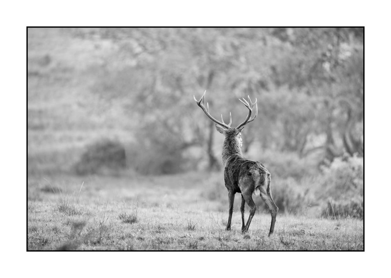 nuances-de-noirs-et-de-blancs/057-brame-du-cerf/fr/30-cerf-bramant-pendant-le-brame-du-cerf-220926BRACHM0464B