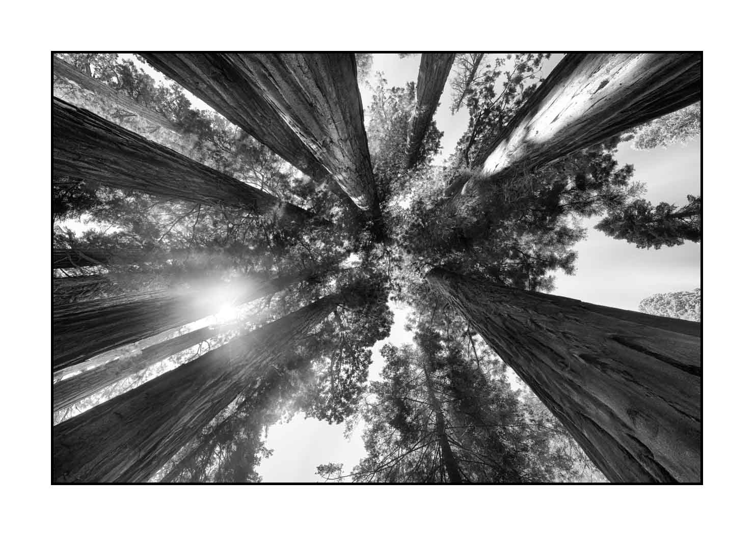 nuances-de-noirs-et-de-blancs/068-merveilles-de-sequoia/fr/08-paysage-parc-national-sequoia-noir-et-blanc-190824SEQLAN0444B