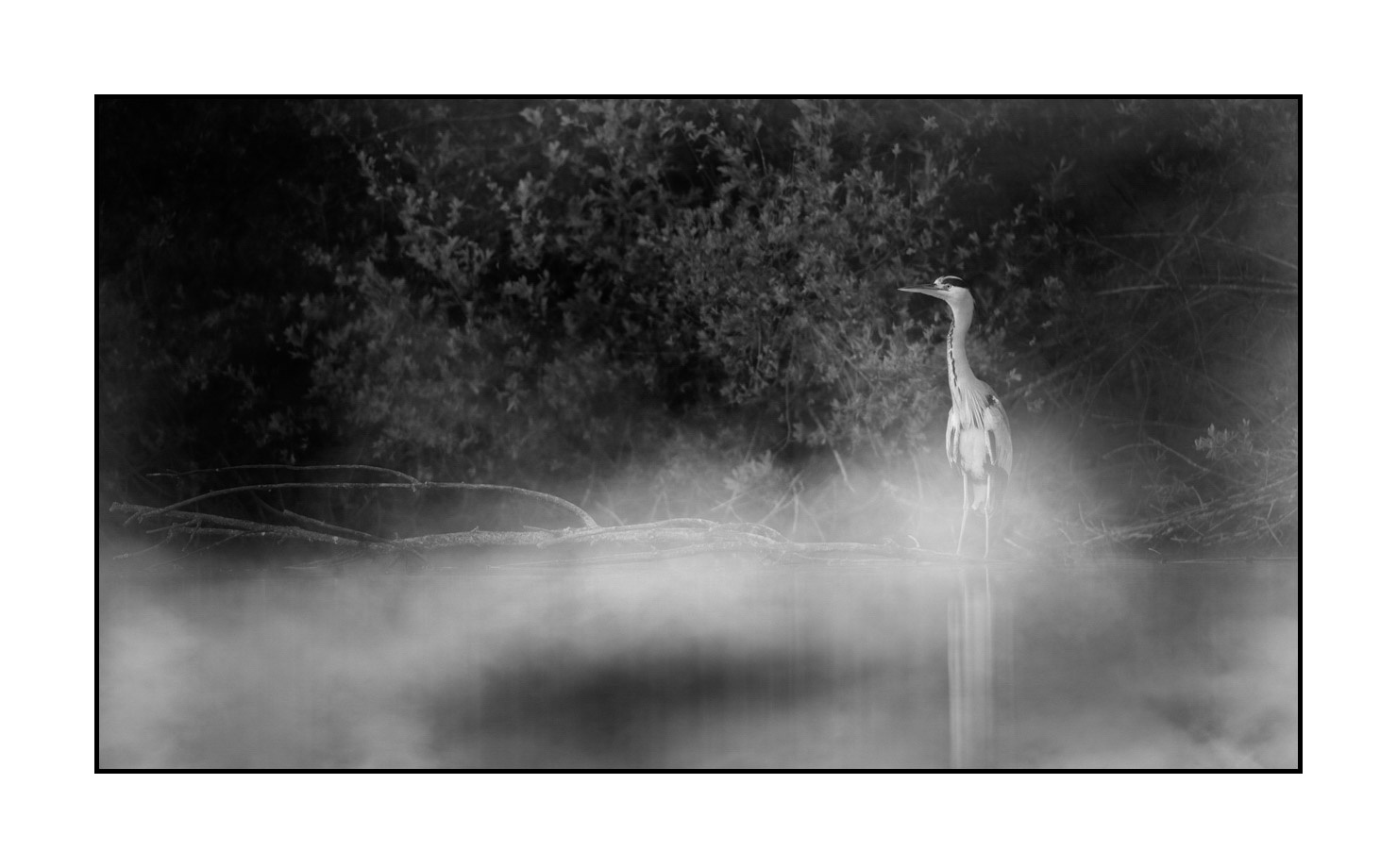 nuances-de-noirs-et-de-blancs/069-oiseaux-des-zones-humides-dans-la-brume/en/08-wetland-bird-in-the-mist-220517DOMWLD0976B