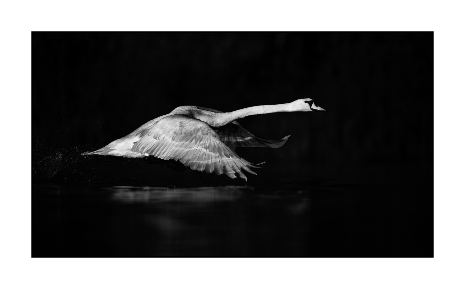 nuances-de-noirs-et-de-blancs/070-cygnes-tubercules/en/04-mute-swan-220517DOMWLD0630B