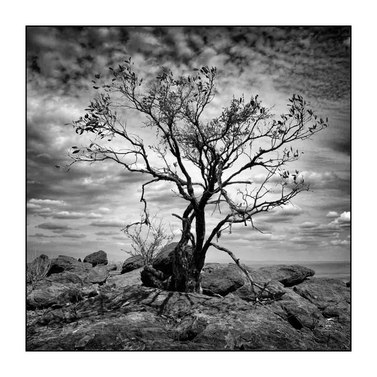 nuances-de-noirs-et-de-blancs/072-arbres/en/02-tree-in-black-and-white-170910MAGPAY0025B