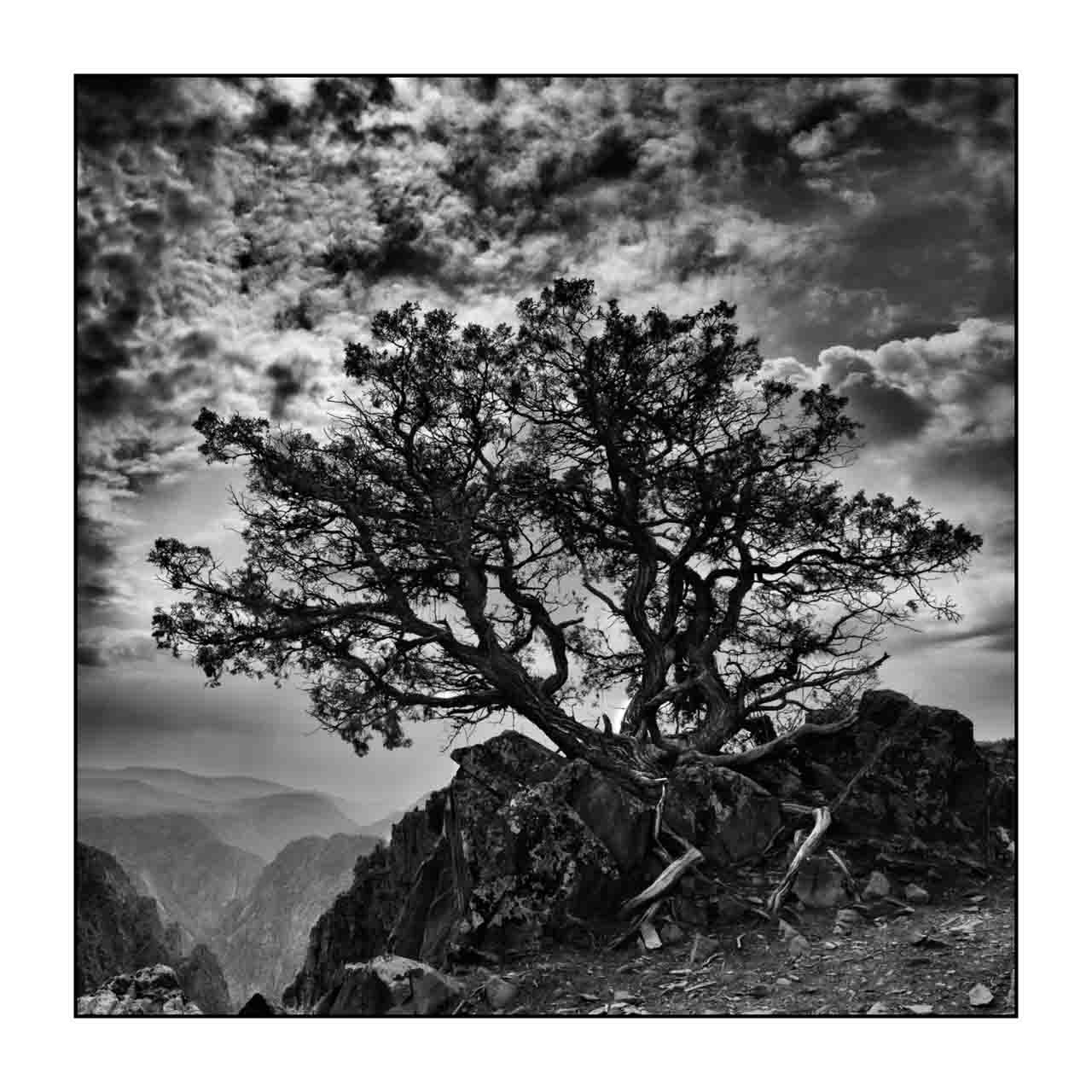 nuances-de-noirs-et-de-blancs/072-arbres/en/04-tree-in-black-and-white-200828BLACAN0187B