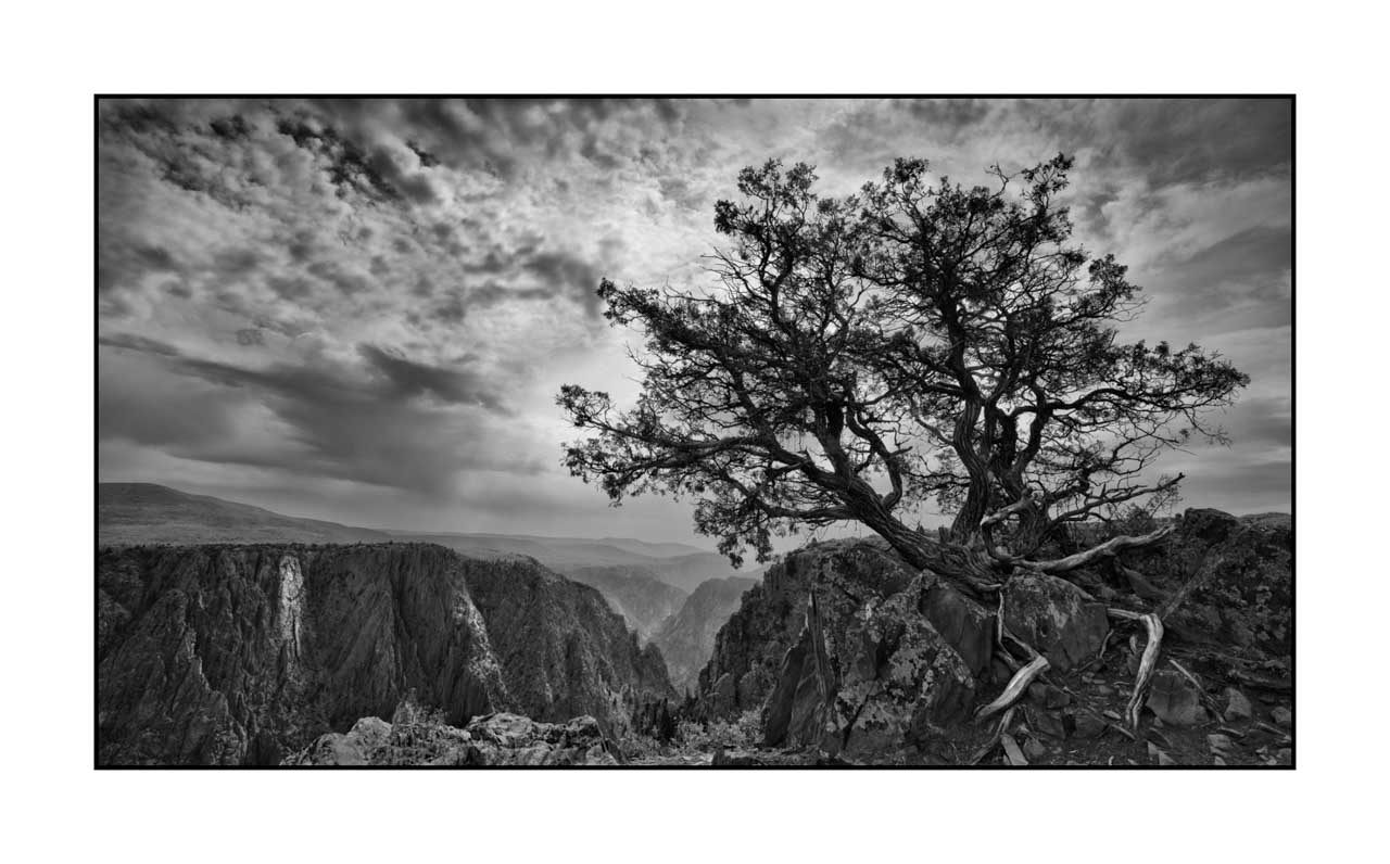 nuances-de-noirs-et-de-blancs/072-arbres/en/06-tree-in-black-and-white-200828BLACAN0196B