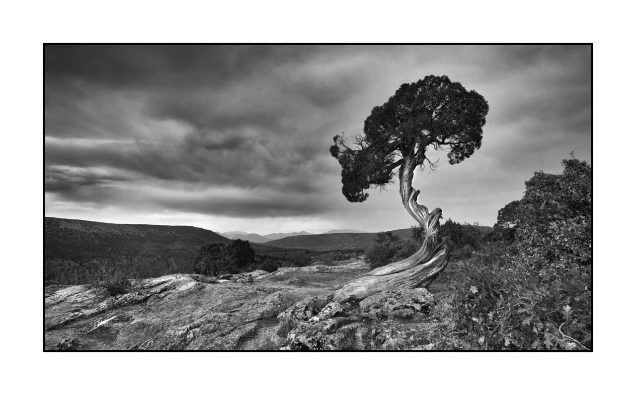 nuances-de-noirs-et-de-blancs/072-arbres/en/08-tree-in-black-and-white-200828BLACAN0210B