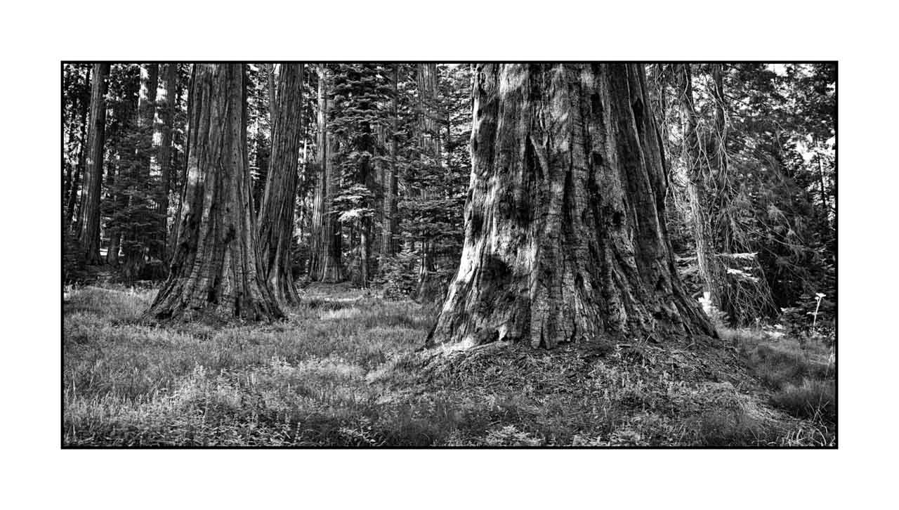 nuances-de-noirs-et-de-blancs/072-arbres/en/10-tree-in-black-and-white-190824SEQLAN0113B