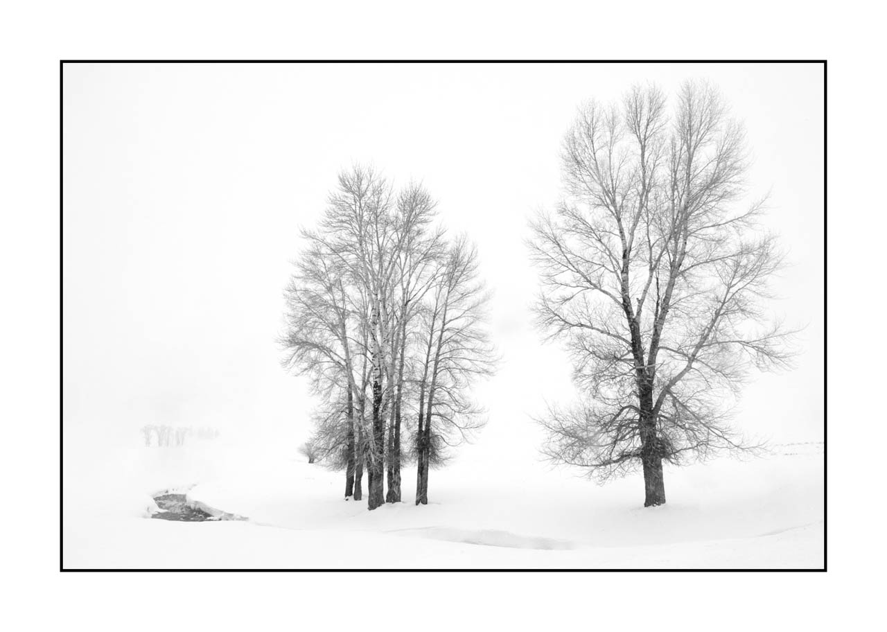 nuances-de-noirs-et-de-blancs/072-arbres/en/12-tree-in-black-and-white-190127YELLAN0077B
