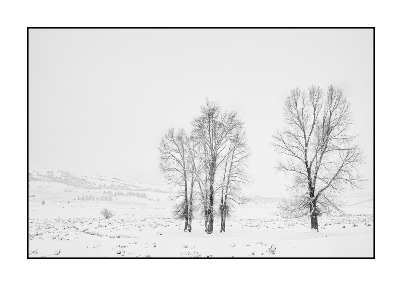 nuances-de-noirs-et-de-blancs/072-arbres/en/14-tree-in-black-and-white-220104YELLAN0082B