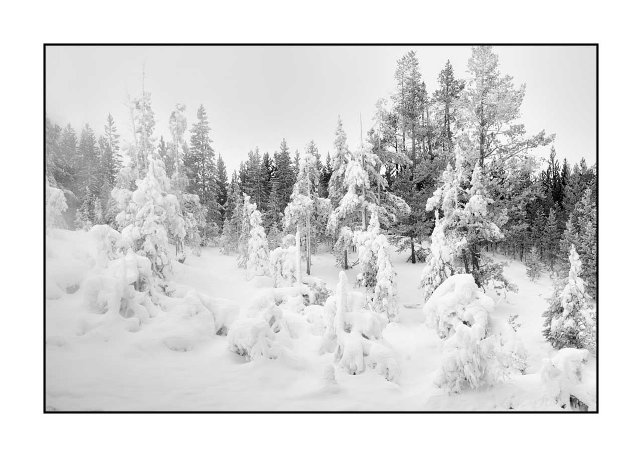 nuances-de-noirs-et-de-blancs/072-arbres/en/18-tree-in-black-and-white-220104YELLAN0132B