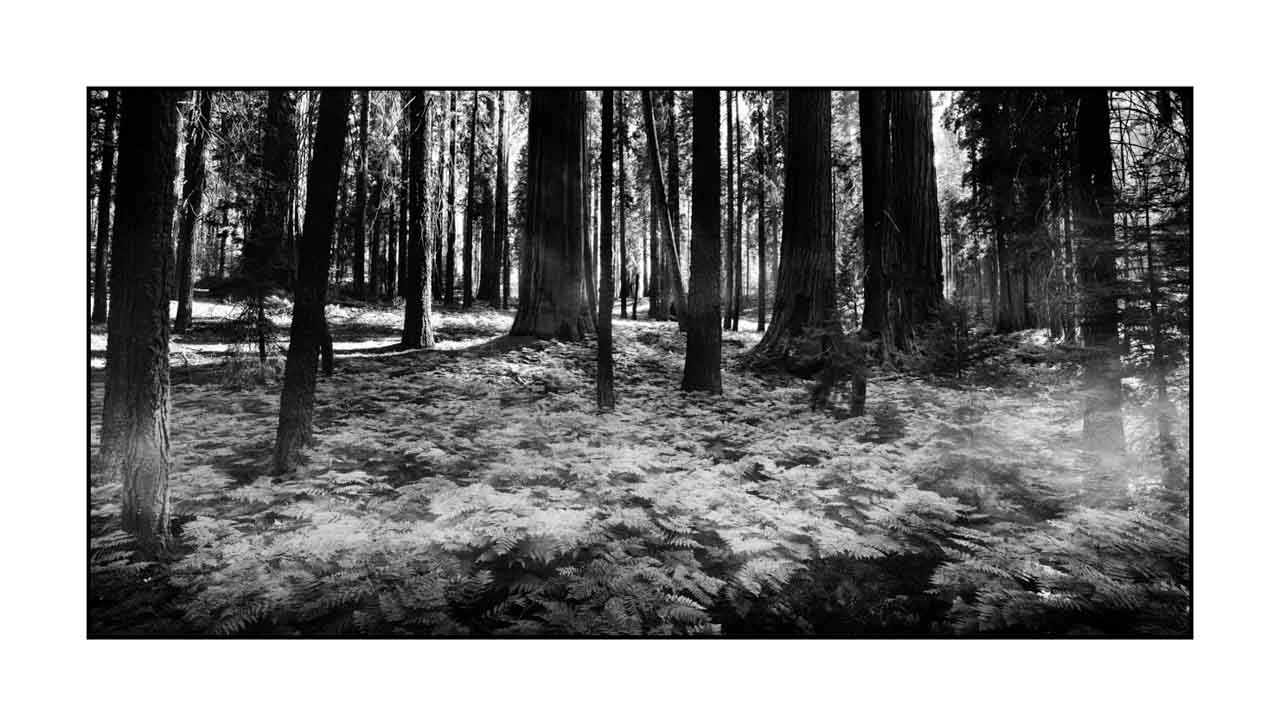 nuances-de-noirs-et-de-blancs/072-arbres/fr/09-arbre-en-noir-et-blanc-190824SEQLAN0590B