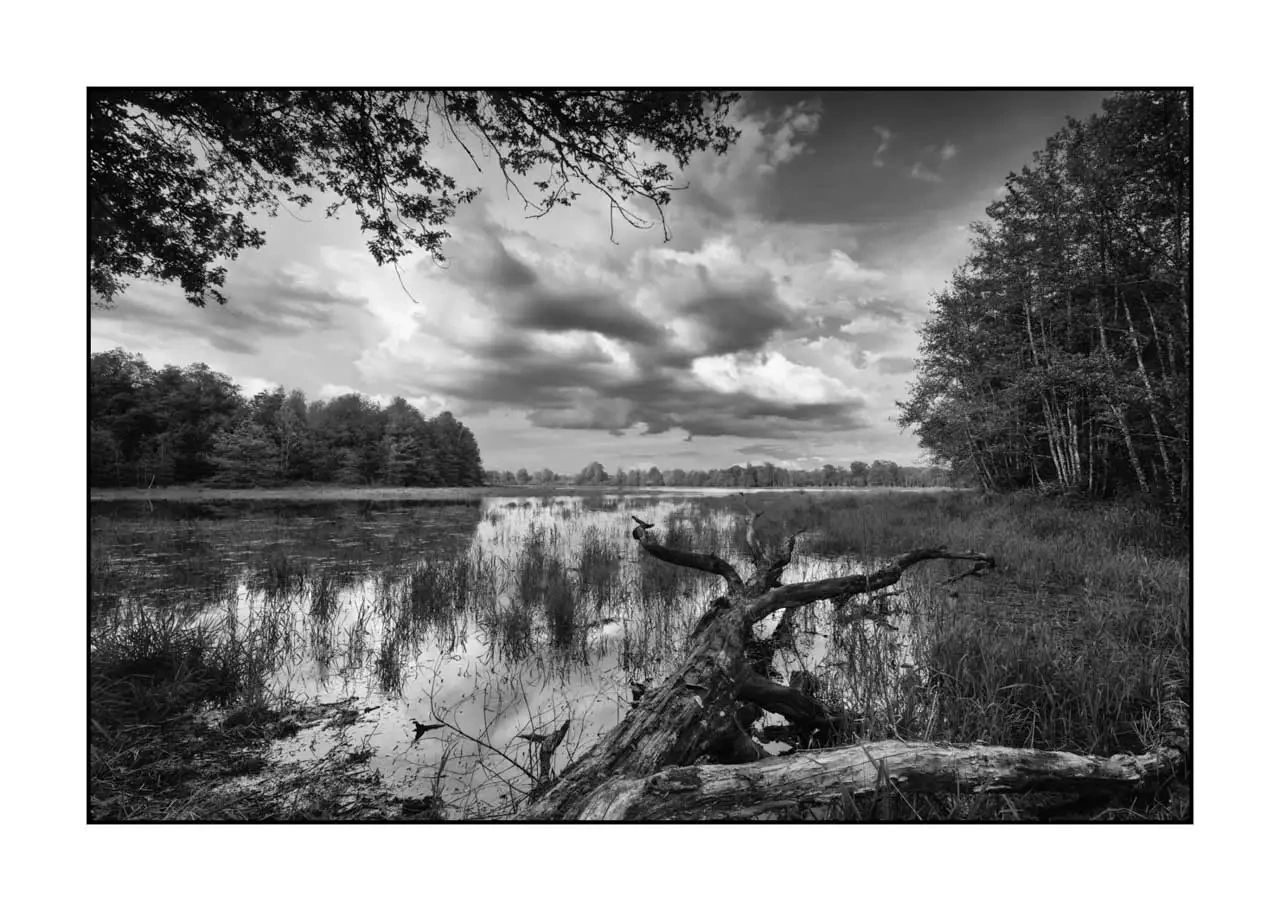nuances-de-noirs-et-de-blancs/088-le-souffle-des-etangs-oublies-de-la-dombes/en/11-landscape-pond-dombes-2194-32B