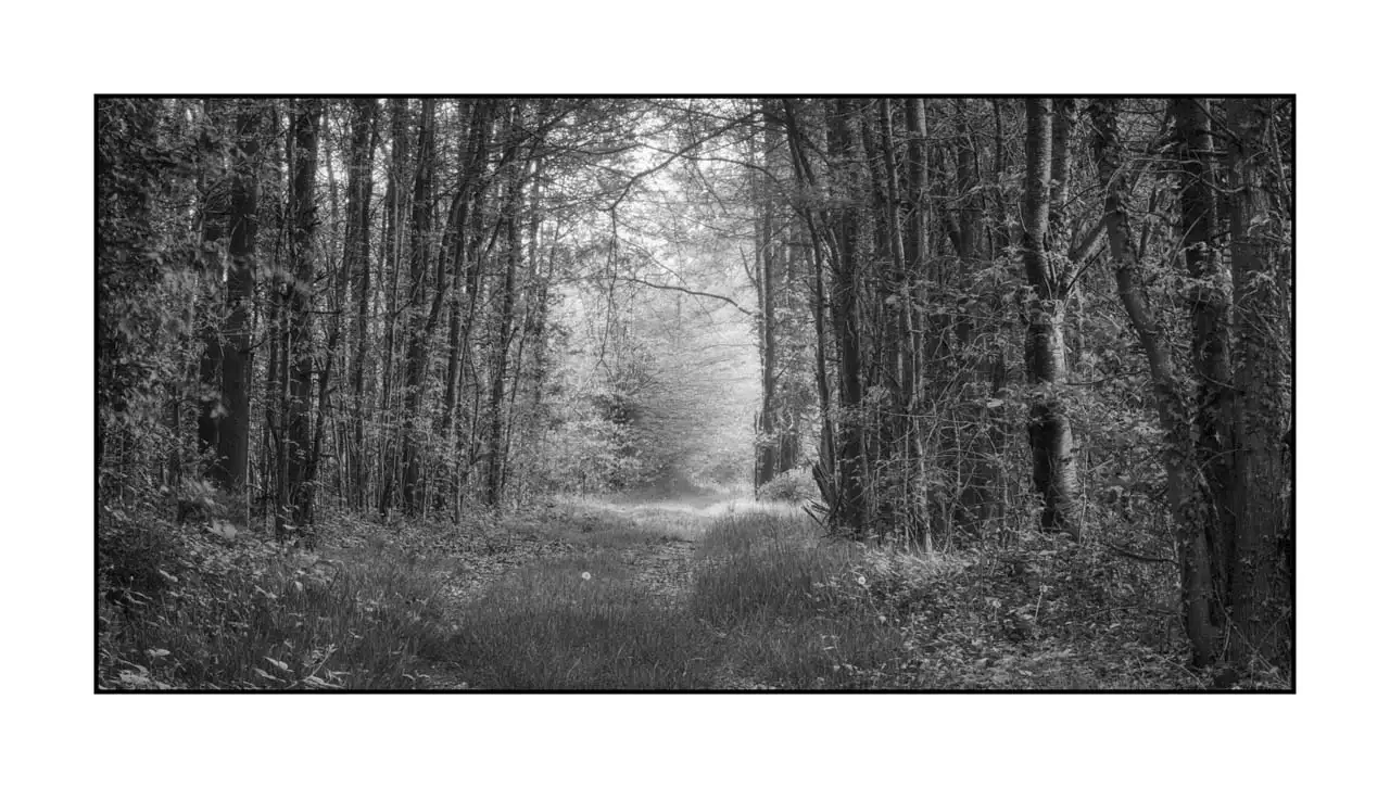 nuances-de-noirs-et-de-blancs/089-les-sentiers-silencieux-de-la-dombes/en/02-landscape-wood-dombes-2197-21B