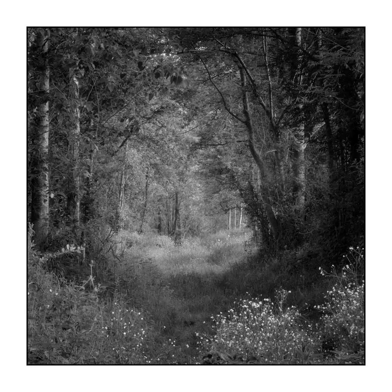 nuances-de-noirs-et-de-blancs/089-les-sentiers-silencieux-de-la-dombes/en/04-landscape-wood-dombes-2199-11B