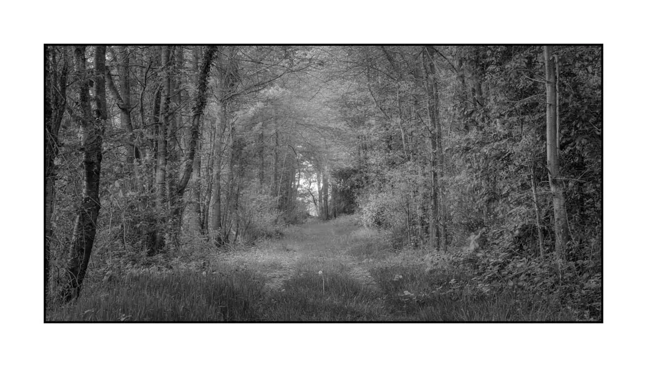 nuances-de-noirs-et-de-blancs/089-les-sentiers-silencieux-de-la-dombes/fr/01-paysage-bois-dombes-2196-21B