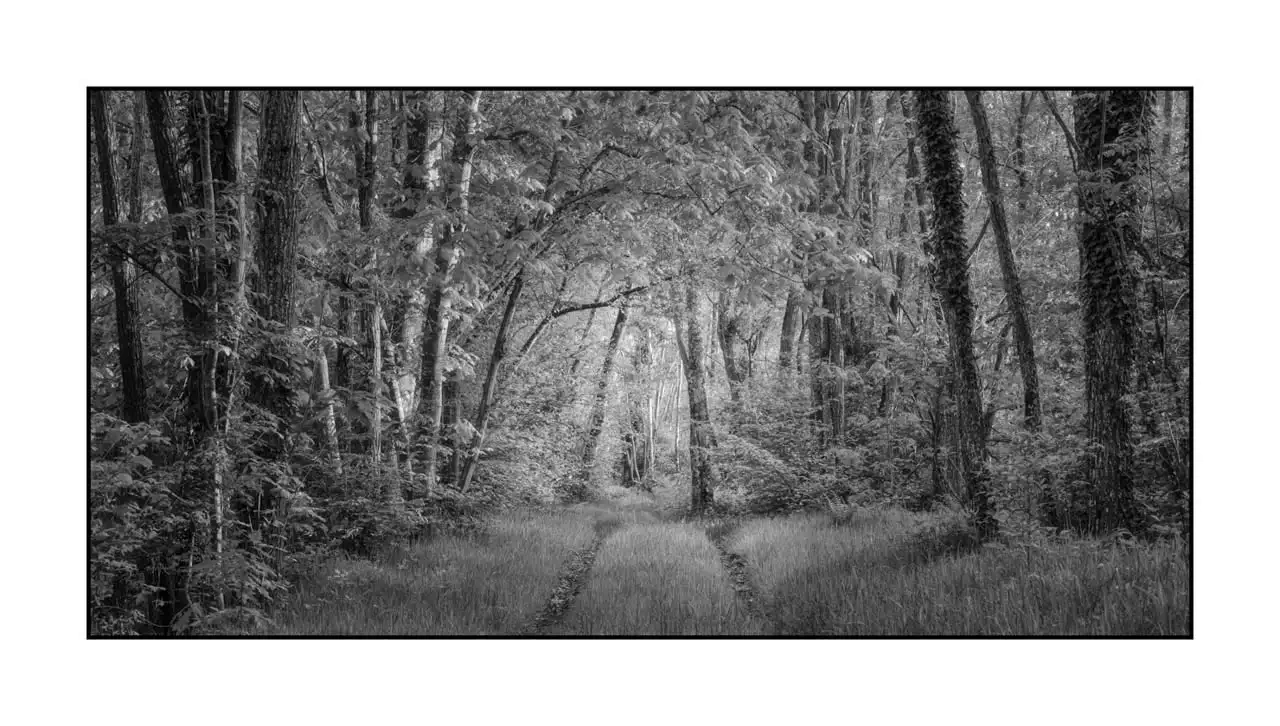 nuances-de-noirs-et-de-blancs/089-les-sentiers-silencieux-de-la-dombes/fr/03-paysage-bois-dombes-2198-21B