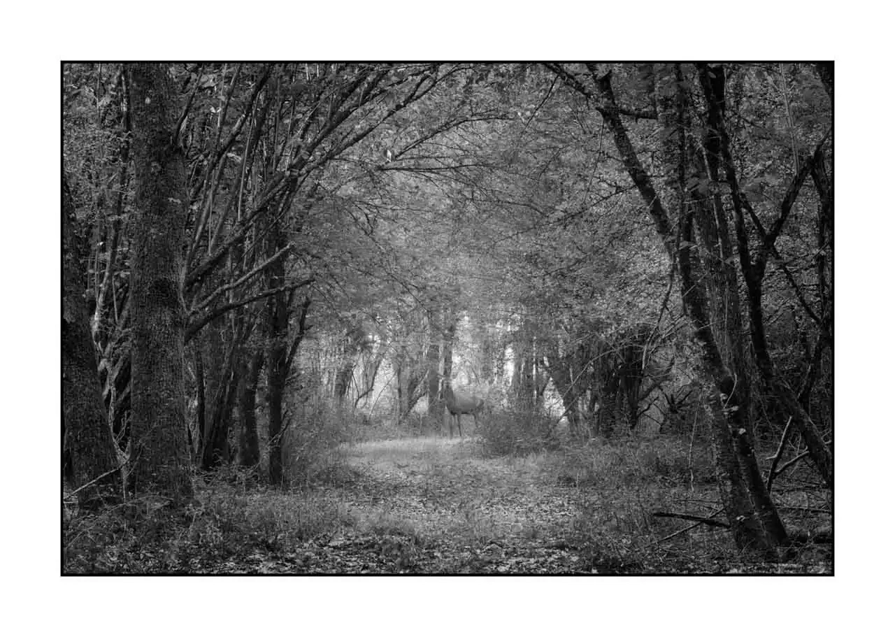 nuances-de-noirs-et-de-blancs/093-sentiers-silencieux-haute-saintonge/en/01-landscape-haute-saintonge-undergrowth-2300-32B