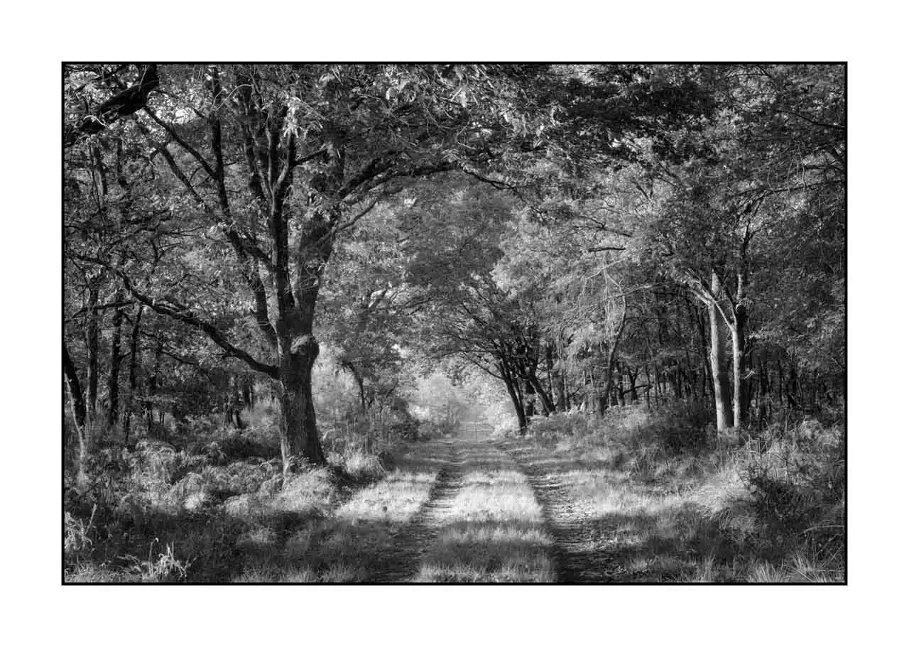 nuances-de-noirs-et-de-blancs/093-sentiers-silencieux-haute-saintonge/en/02-landscape-haute-saintonge-undergrowth-2301-32B