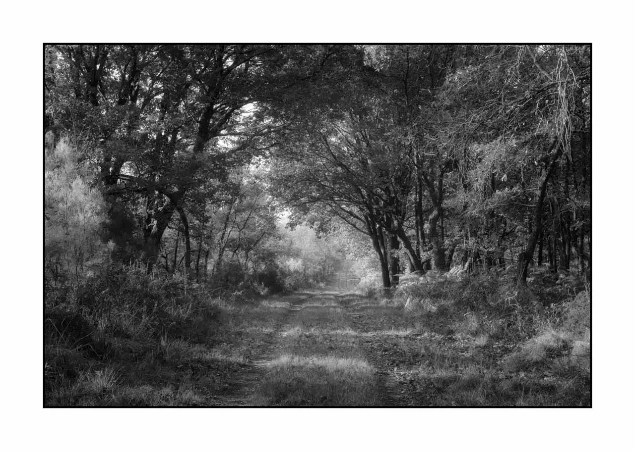 nuances-de-noirs-et-de-blancs/093-sentiers-silencieux-haute-saintonge/en/06-landscape-haute-saintonge-undergrowth-2305-32B