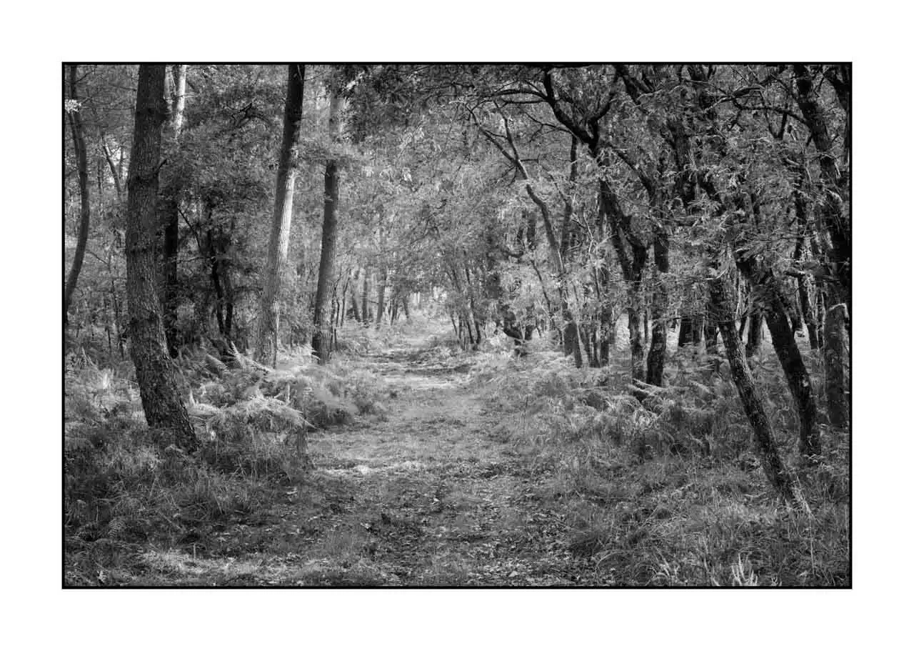 nuances-de-noirs-et-de-blancs/093-sentiers-silencieux-haute-saintonge/fr/03-paysage-haute-saintonge-sous-bois-2302-32B