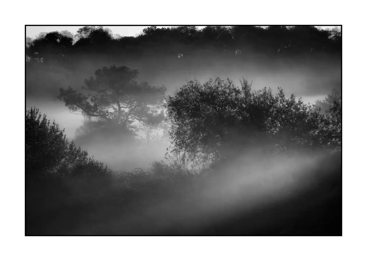 Whispers of Light in the Underbrush IV - Landscape of Charente-Maritime in France nuances-de-noirs-et-de-blancs/094-murmures-de-lumiere/en/04-landscape-haute-saintonge-underbrush-2309-32B