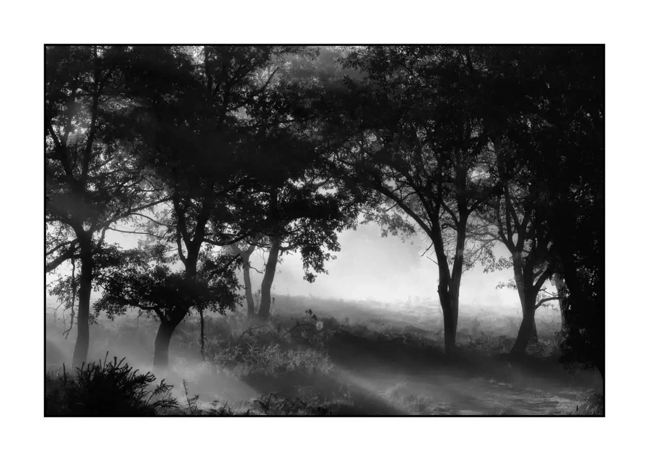nuances-de-noirs-et-de-blancs/094-murmures-de-lumiere/fr/01-paysage-haute-saintonge-sous-bois-2306-32B